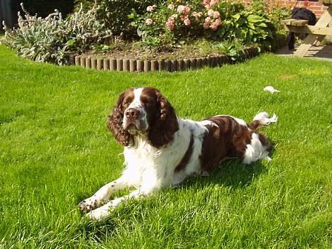 Engelsk springer spaniel Basse billede 7