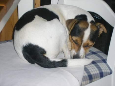 Dansk svensk gaardhund Vif - Vif der putter på stolem... billede 2