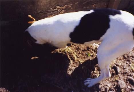 Dansk svensk gaardhund Vif - Så ska´ der graves efter rotter... billede 3