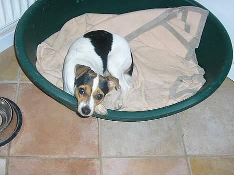 Dansk svensk gaardhund Vif - Vif i sin kurv... billede 4