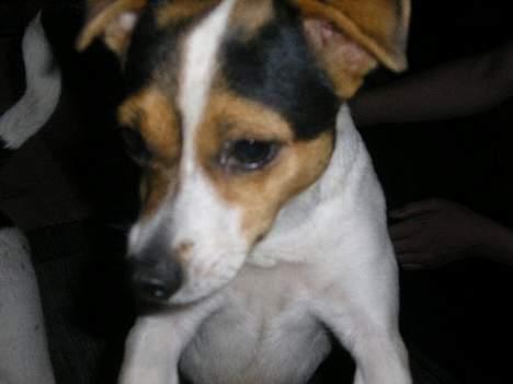 Dansk svensk gaardhund Vif - ..::Vif::.. billede 5