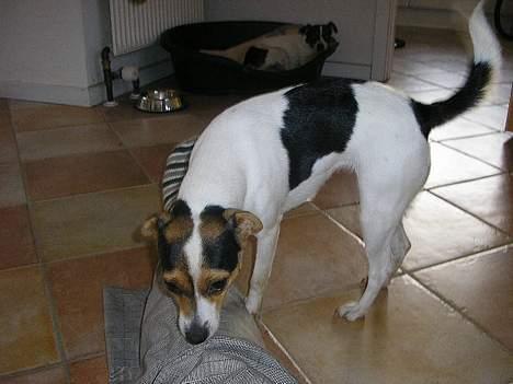 Dansk svensk gaardhund Vif - Vif der er ved at spise mine tær... billede 6