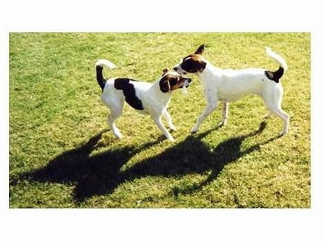 Dansk svensk gaardhund Vif - Vif og hendes søster Trunte... billede 7