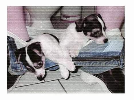 Dansk svensk gaardhund Vif - Vif og Trunte i fars underbukser... billede 10