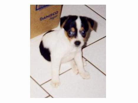 Dansk svensk gaardhund Vif - Vif som valp...er hun ik nuuttet... billede 8