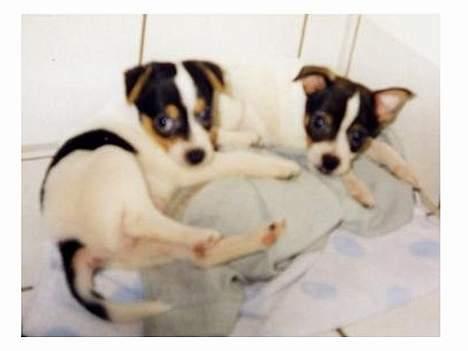 Dansk svensk gaardhund Vif - Vif og Trunte... billede 9