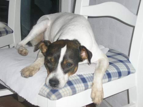 Dansk svensk gaardhund Trunde - Trunte der lige tager sig en lille lur på stolen... billede 2