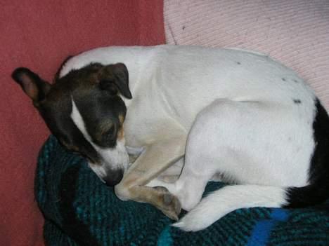 Dansk svensk gaardhund Trunde - Trunte tager sig lige en lille lur mere.... billede 3