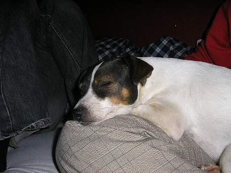 Dansk svensk gaardhund Trunde - nej, men er det ik´ Trunte der tager sig en lur... billede 4