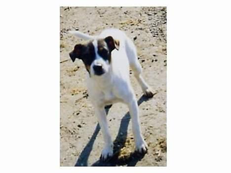 Dansk svensk gaardhund Trunde - ..::Trundte::.. billede 5