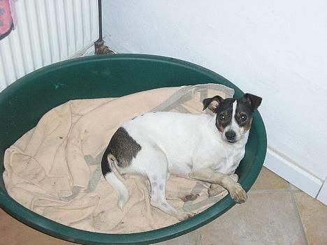 Dansk svensk gaardhund Trunde - Trunte i sin kurv... billede 6