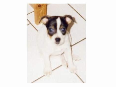 Dansk svensk gaardhund Trunde - Trunte som hvalp, er hun ik´ kær... billede 8