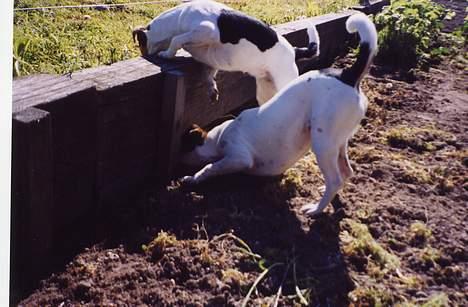 Dansk svensk gaardhund Trunde - Trunte og sin søster Vif, der fanger rotter... billede 7