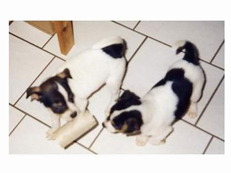 Dansk svensk gaardhund Trunde - Trunte og Vif som hvalp der leger... billede 9