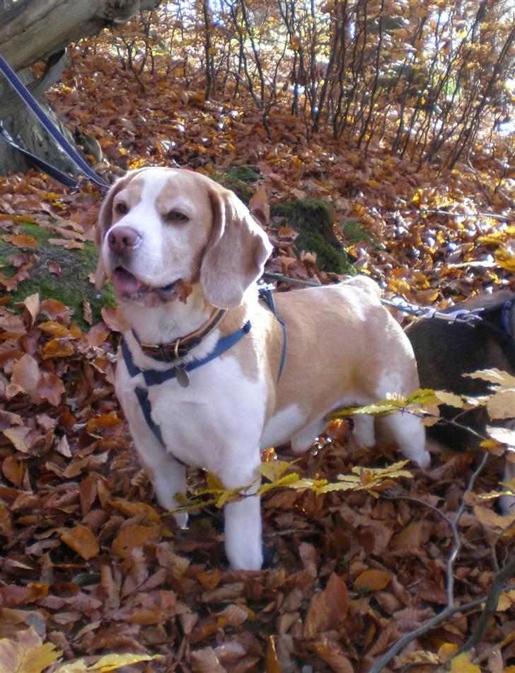 Beagle Percy - Percy 2008 billede 1