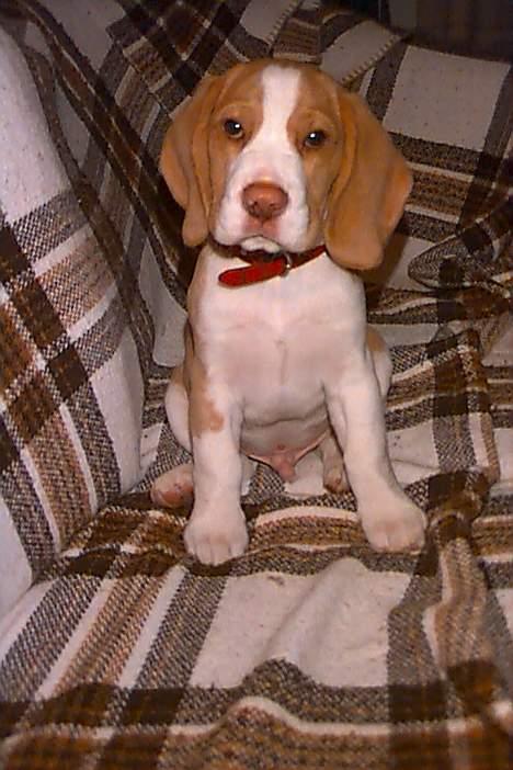 Beagle Percy - Percy som hvalp, ca 10 uger billede 2