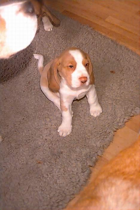 Beagle Percy - Percy som hvalp, ca 6 uger billede 3