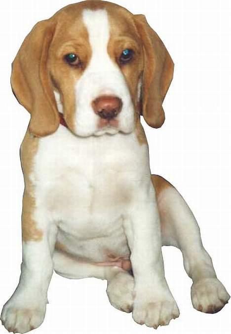 Beagle Percy - Percy, ca 4 måneder billede 4