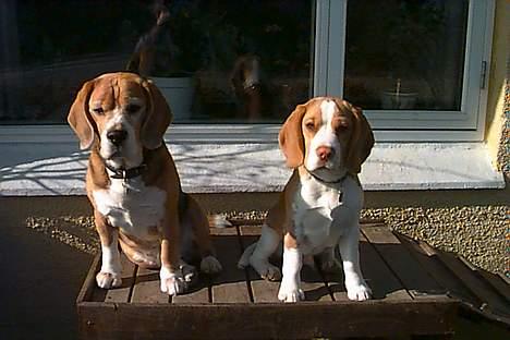 Beagle Percy - Percy sammen med sin bedste ven, Basil billede 5