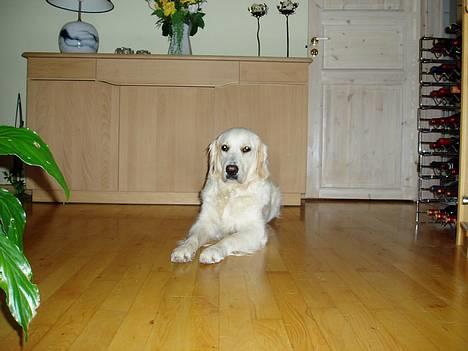 Golden retriever Malou billede 5