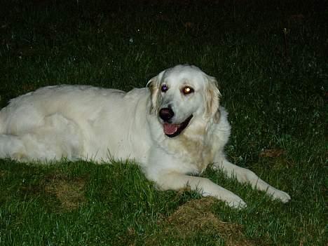 Golden retriever Malou billede 7