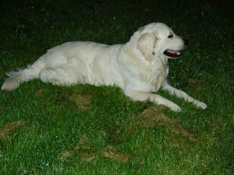 Golden retriever Malou billede 8