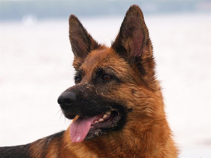 Schæferhund Snested Molly billede 1