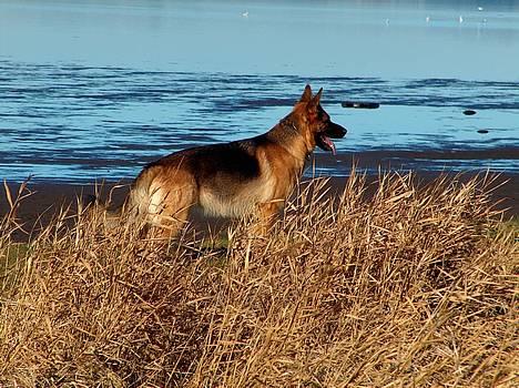 Schæferhund Snested Molly billede 2
