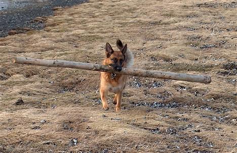 Schæferhund Snested Molly billede 3