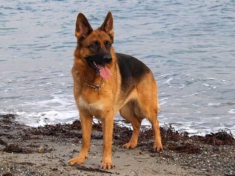 Schæferhund Snested Molly - Det her er sjovt! billede 4