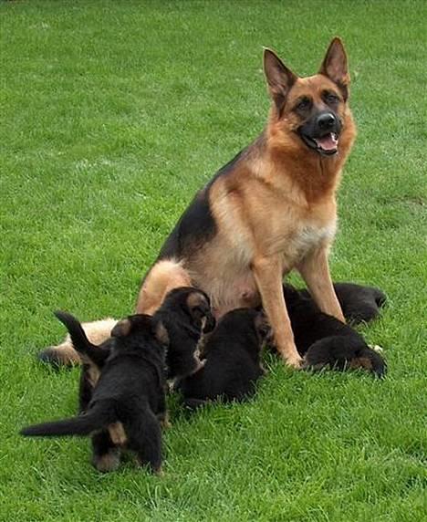 Schæferhund Snested Molly - Molly og hvalpe. billede 5