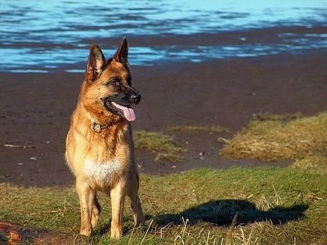 Schæferhund Snested Molly billede 6