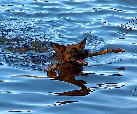 Schæferhund Snested Molly - Vand det er mig. billede 7