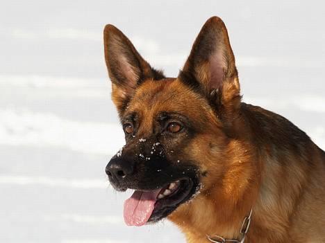 Schæferhund Snested Molly - 14/11-04. billede 8