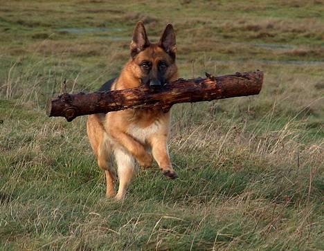 Schæferhund Snested Molly billede 9