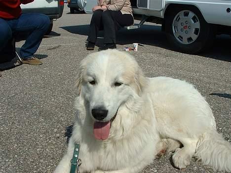 Pyreneerhund Alta Colina`s Bacchus - Fenris i Kristiansand 8 mdr. billede 1