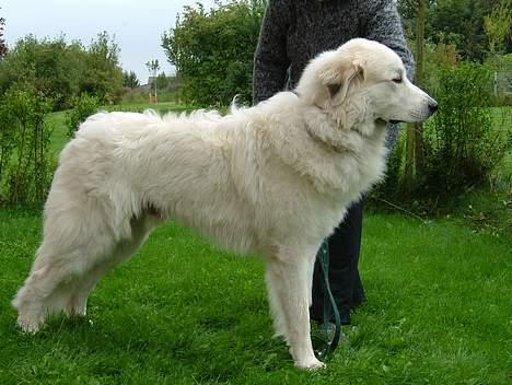 Pyreneerhund Alta Colina`s Bacchus - Fenris 1 år og næsten pelsløs. billede 2