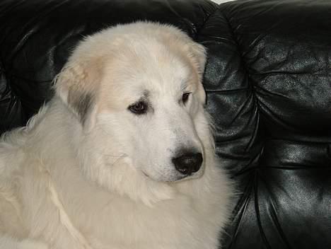 Pyreneerhund Alta Colina`s Bacchus - Fenris 1 år. Slapper af i sofaen. billede 3