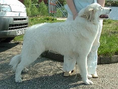 Pyreneerhund Alta Colina`s Bacchus - Fenris 8 mdr. billede 4