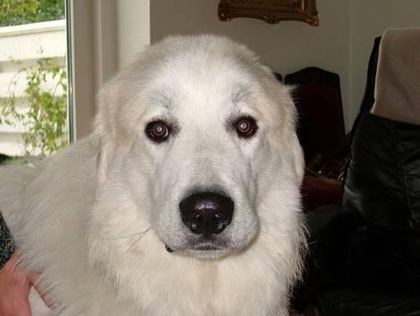 Pyreneerhund Alta Colina`s Bacchus - Fenris 1 år. billede 5
