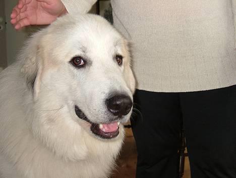 Pyreneerhund Alta Colina`s Bacchus - Fenris 1 år. billede 7