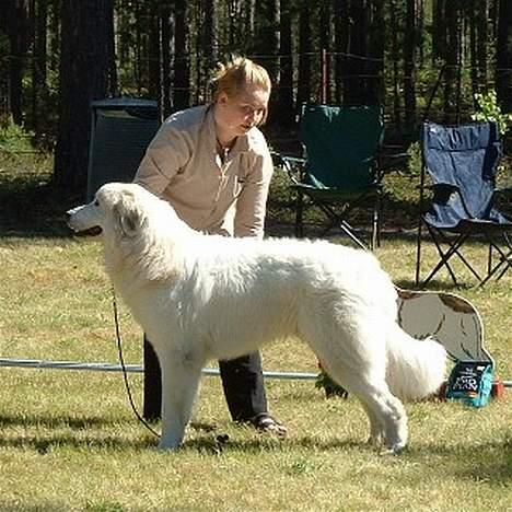 Pyreneerhund Alta Colina`s Bacchus - Fenris til sin 5 udstilling på Morokulien i Norge. billede 6