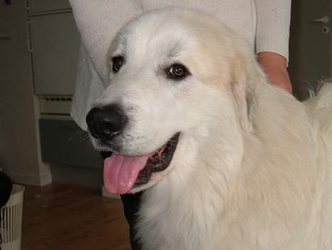 Pyreneerhund Alta Colina`s Bacchus - Fenris 1 år. billede 8