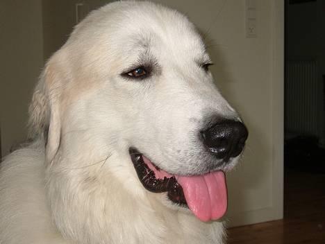 Pyreneerhund Alta Colina`s Bacchus - Fenris 1 år. billede 9