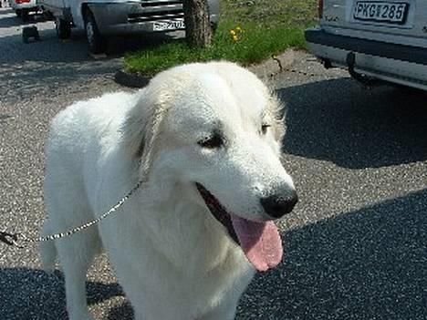 Pyreneerhund Alta Colina`s Bacchus - Fenris 8 mdr. billede 10