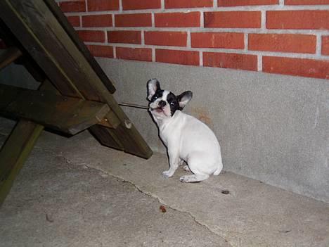 Fransk bulldog Hailie *Død* - Nogen der vil lege?? billede 6