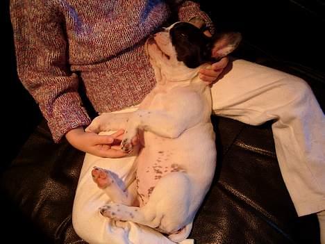 Fransk bulldog Hailie *Død* - Her er jeg så med min bedste legekammerat. billede 7