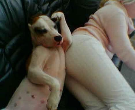 Blanding af racer *Bella*(Mus). R.I.P - Bella drømmer at hun er soldat!!! billede 7