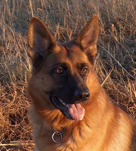 Schæferhund Snested Molly - Den skal med hjem! billede 10
