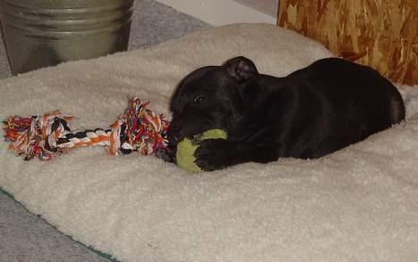 Staffordshire bull terrier Odin billede 3